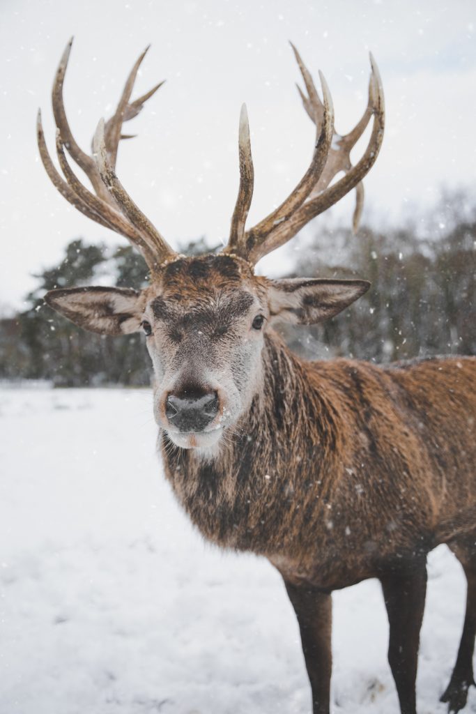 wholesale red deer antler