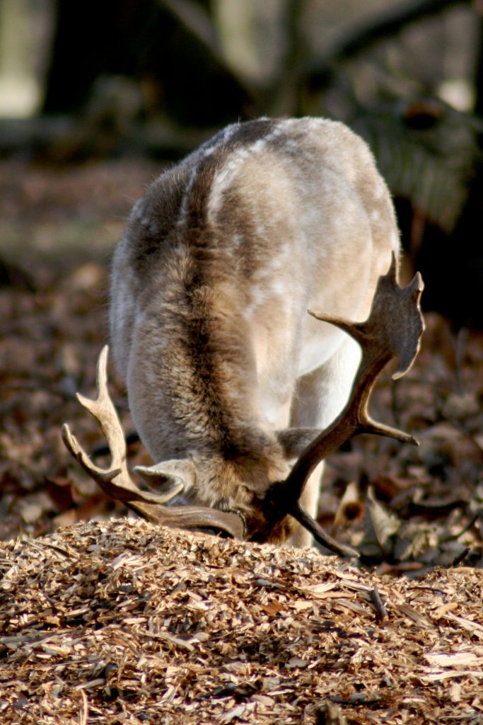 wholesale fallow deer antler